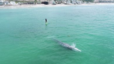 El impactante vídeo de una ballena sorprendiendo a un surfero a remo