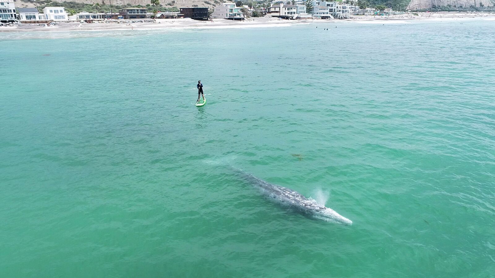 El impactante vídeo de una ballena sorprendiendo a un surfero a remo
