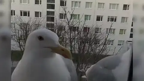 VÍDEO: ... VÍDEO: ...