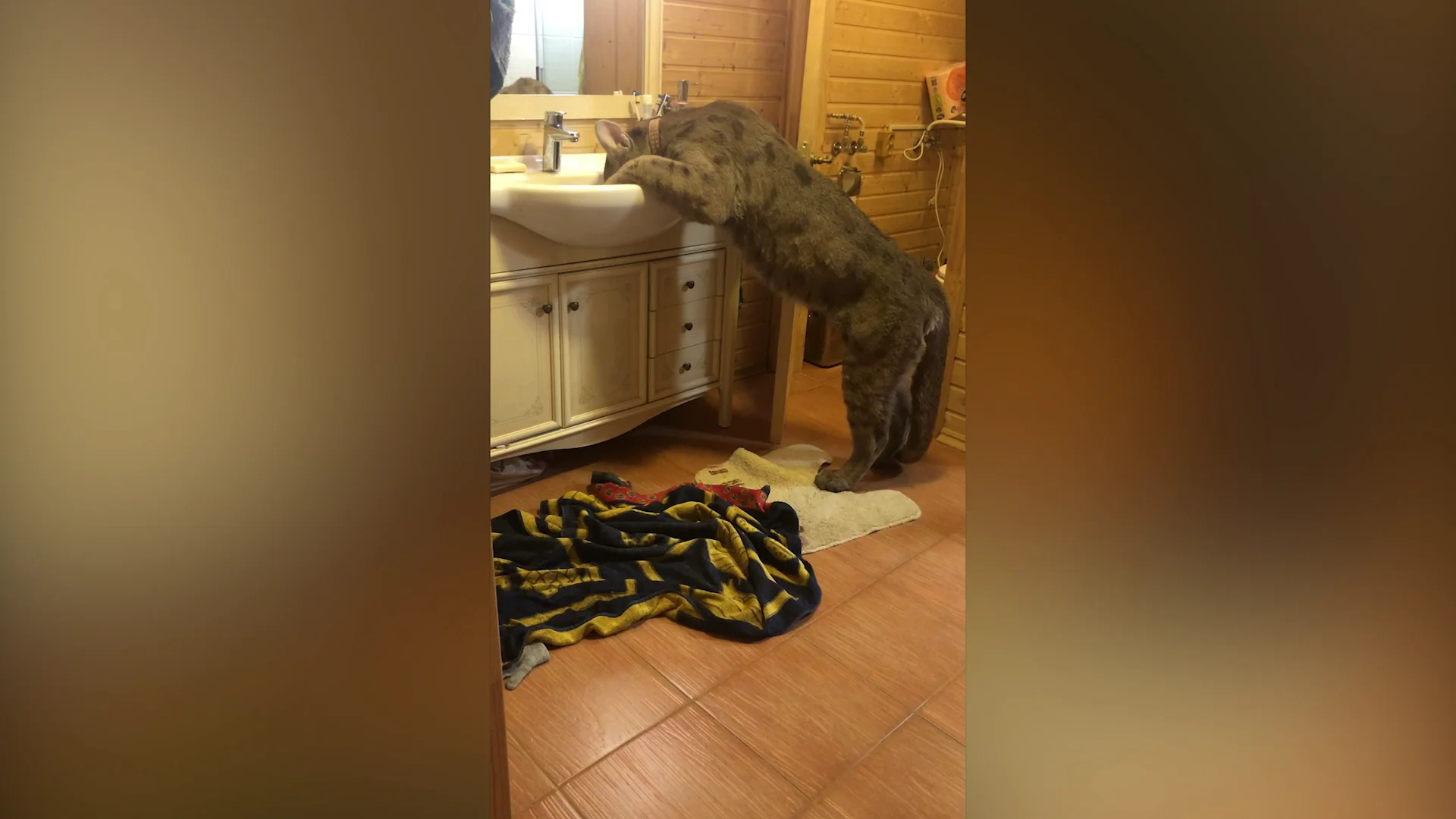 Un puma en el baño de casa