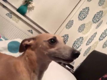 VÍDEO: este perro se asusta al ver a su dueña con una mascarilla en la cara
