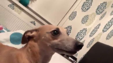 VÍDEO: Este perro se asusta al ver a su dueña con una mascarilla en la cara