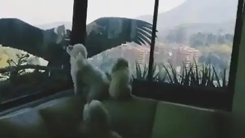 Cónderes intentando atacar a perros Cónderes intentando atacar a perros