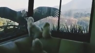 VÍDEO: Dos cóndores intentan comerse a tres perritos a través de una ventana