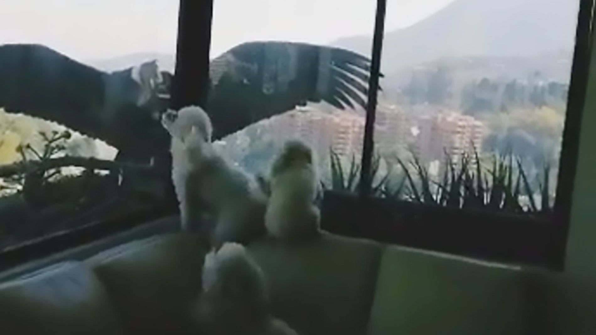 C&oacute;nderes intentando atacar a perros