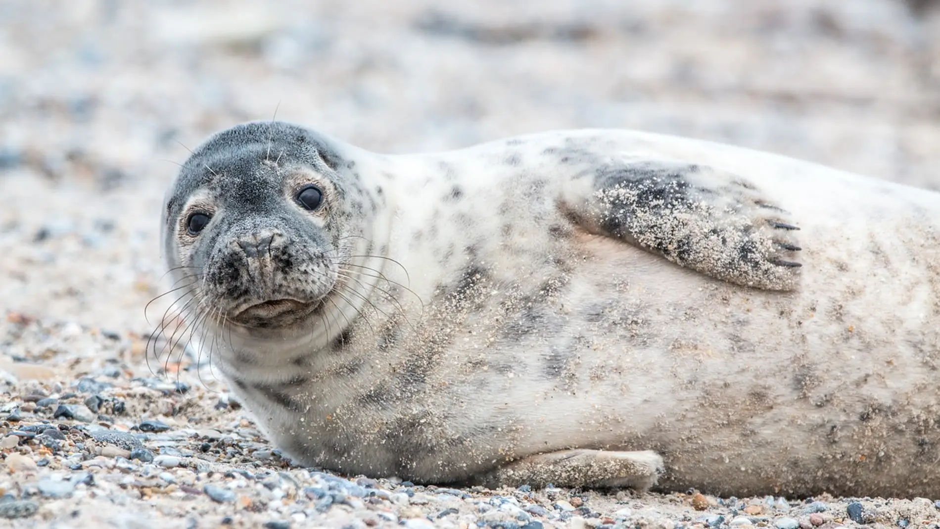 Foca (archivo)