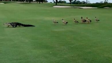 El extraño vídeo de un grupo de patos siguiendo a un caimán por un campo de golf