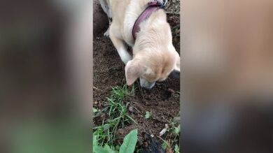 El desgarrador momento en que una perra intenta resucitar a su cachorro sacándolo de su tumba