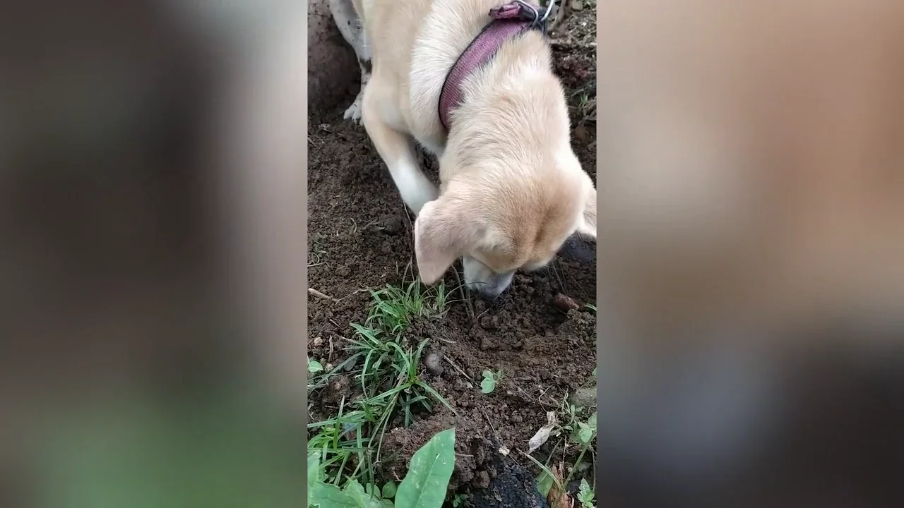Perra llorando a su cachorro