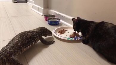 VÍDEO: Un lagarto y un gato comparten su comida