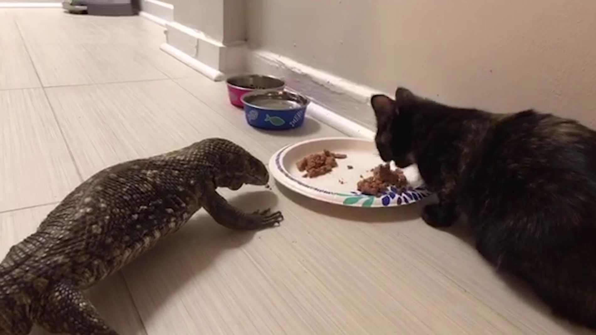 Lagarto y gata son amigos