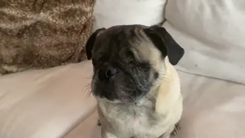 VÍDEO: Alan, el perrito sin ojos que se desenvuelve sin problemas y nos mata de amor VÍDEO: Alan, el perrito sin ojos que se desenvuelve sin problemas y nos mata de amor