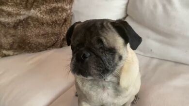Alan, el perrito sin ojos que se desenvuelve sin problemas y nos mata de amor