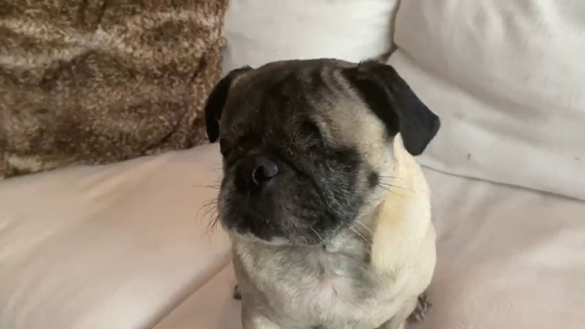 V&Iacute;DEO: Alan, el perrito sin ojos que se desenvuelve sin problemas y nos mata de amor