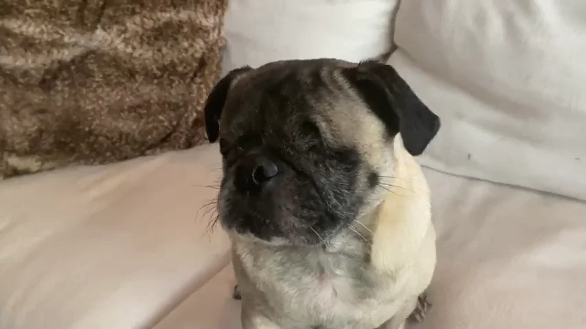 VÍDEO: Alan, el perrito sin ojos que se desenvuelve sin problemas y nos mata de amor