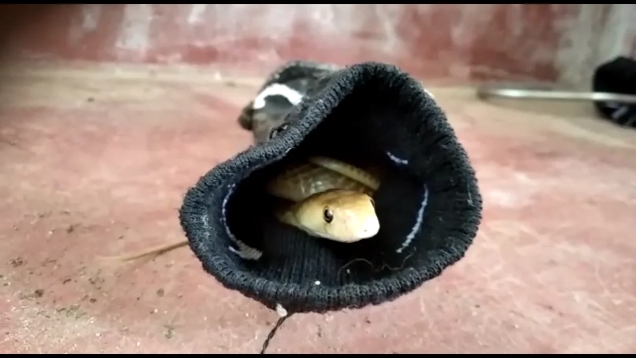 Serpiente dentro de un calcetín