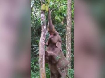 Elefante comiendo fruta