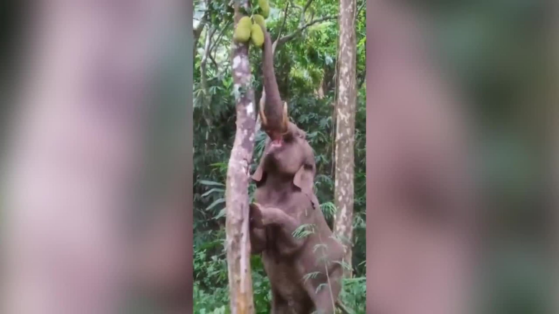 Elefante comiendo fruta