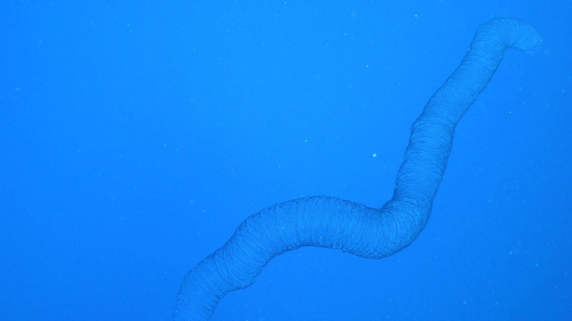 Huevos de calamar gigante