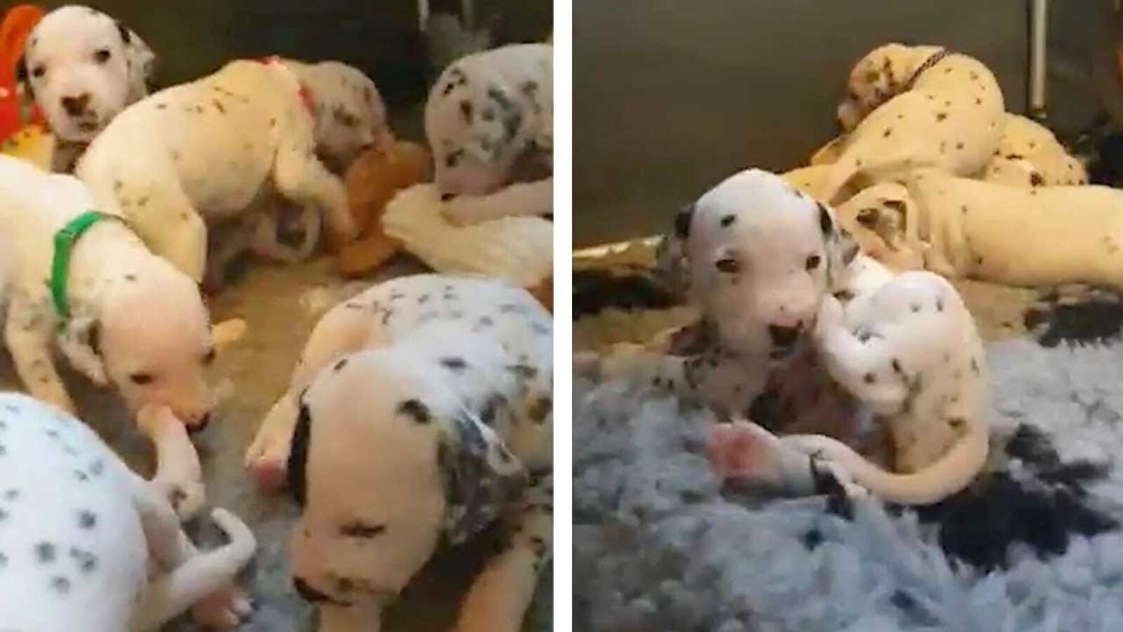 VÍDEO: Una dalmata da a luz a 18 cachorros