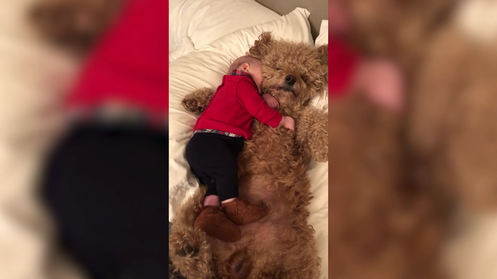 Bebé y perro abrazándose