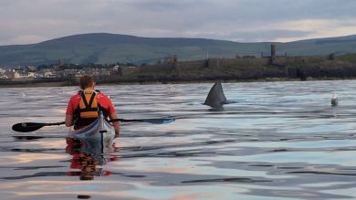 El impactante video del encuentro de un kayakista con un tiburón