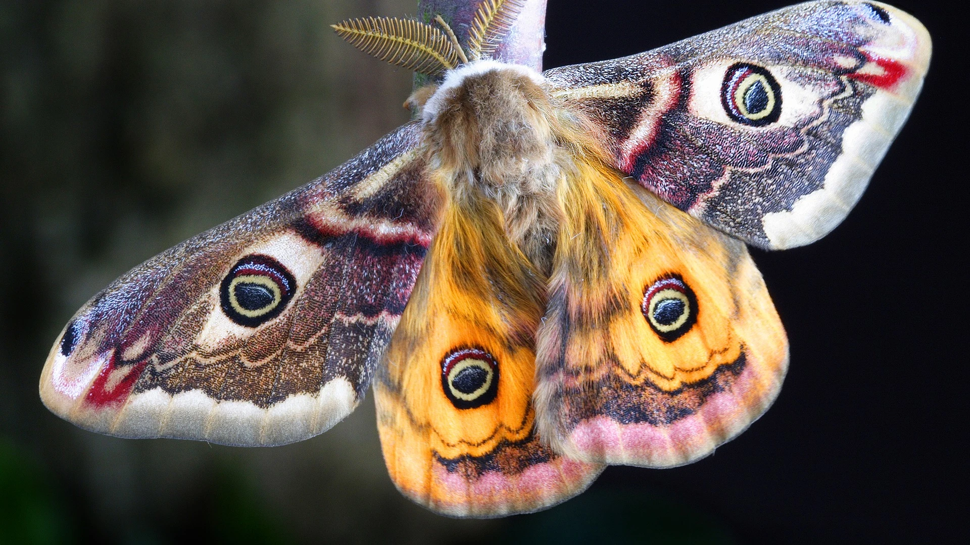 Polilla