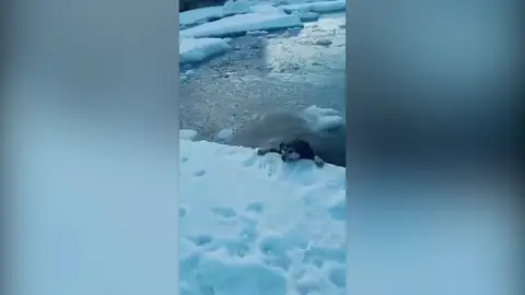 Perro ahogándose Perro ahogándose