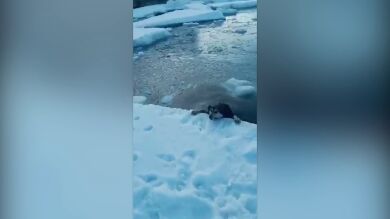 VÍDEO: Un hombre rescata a un perro de una muerte segura en un rio helado