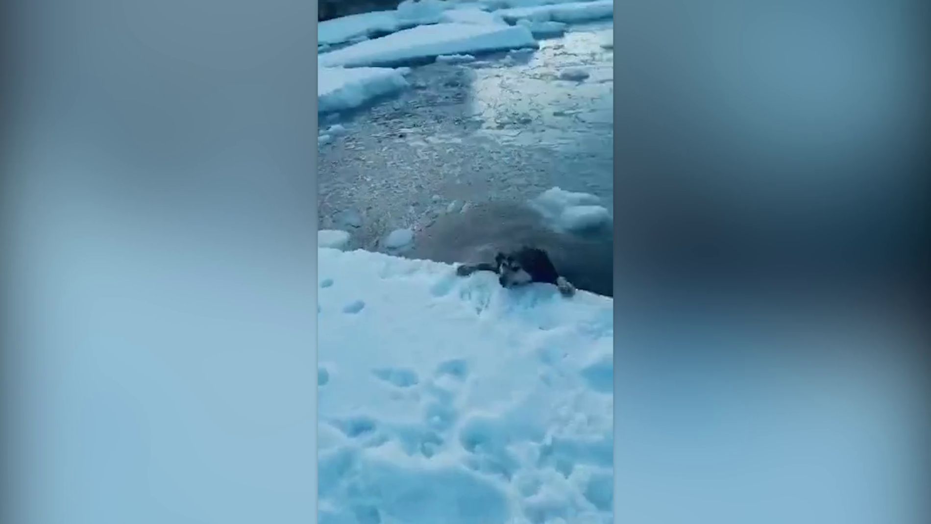 Perro ahog&aacute;ndose