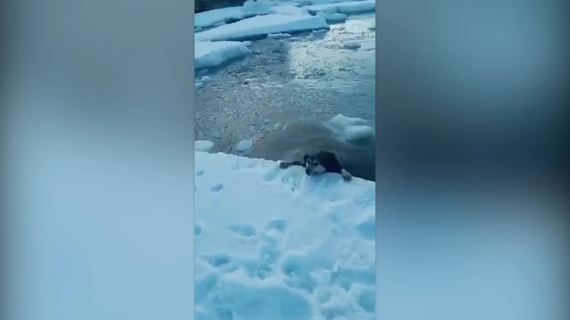 Perro ahogándose