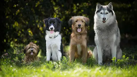 Perros (archivo) Perros (archivo)