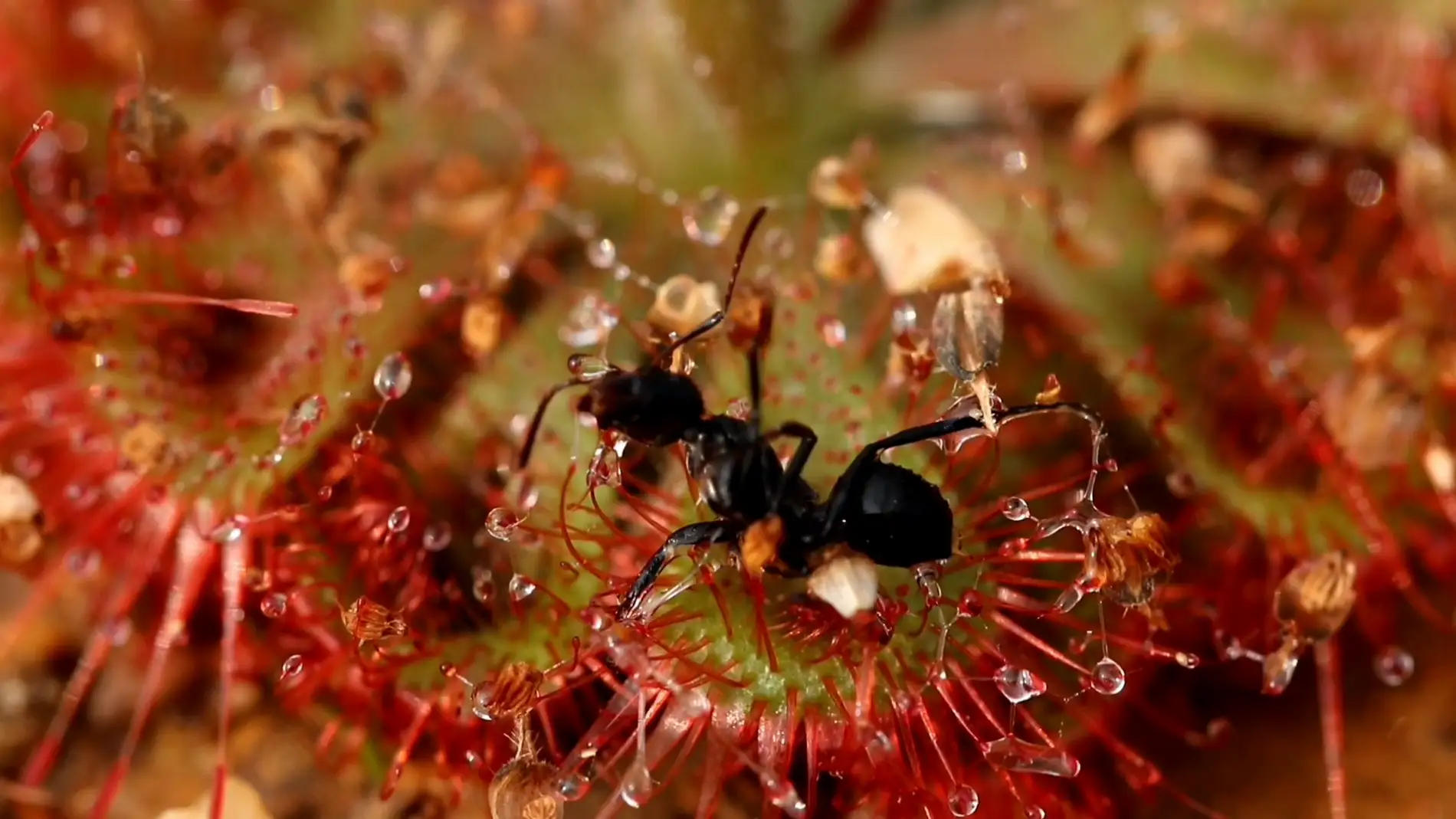 Hormiga en una planta carnivora