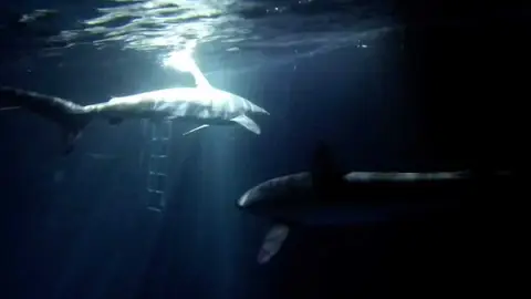 Nadando entre tiburones Nadando entre tiburones