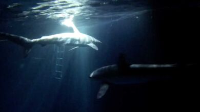 VÍDEO: Un buceador nada de noche entre tiburones