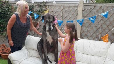 VÍDEO: El perro más grande del mundo consigue un nuevo récord