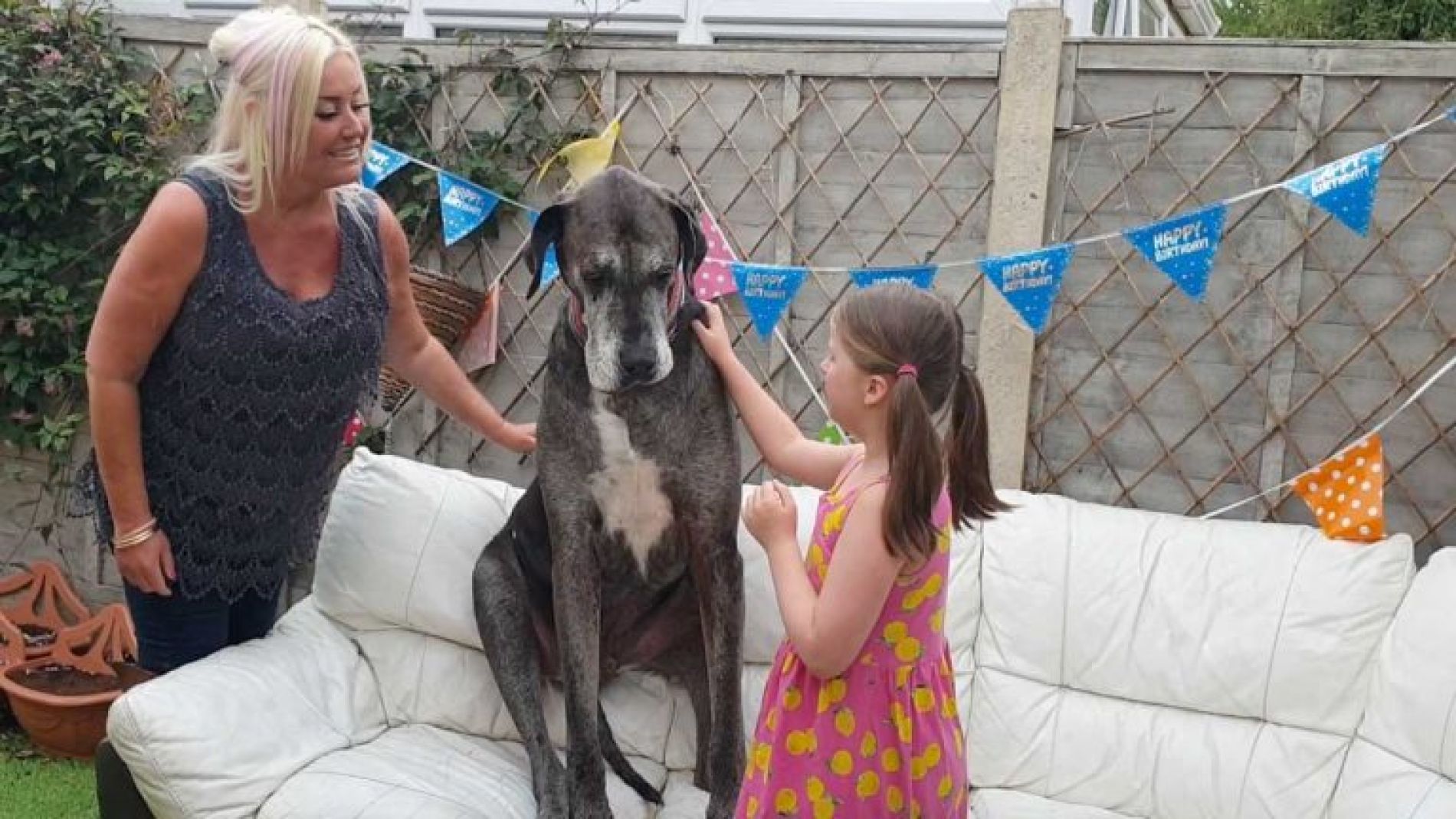 El perro m&aacute;s grande del mundo