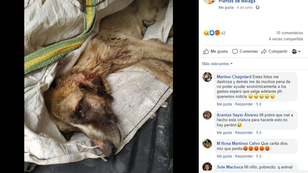 Facebook de la Sociedad Protectora de Animales y Plantas de Málaga