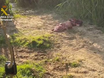 Finaliza, sin rastro, la b&uacute;squeda del supuesto cocodrilo en el r&iacute;o Duero y Pisuerga