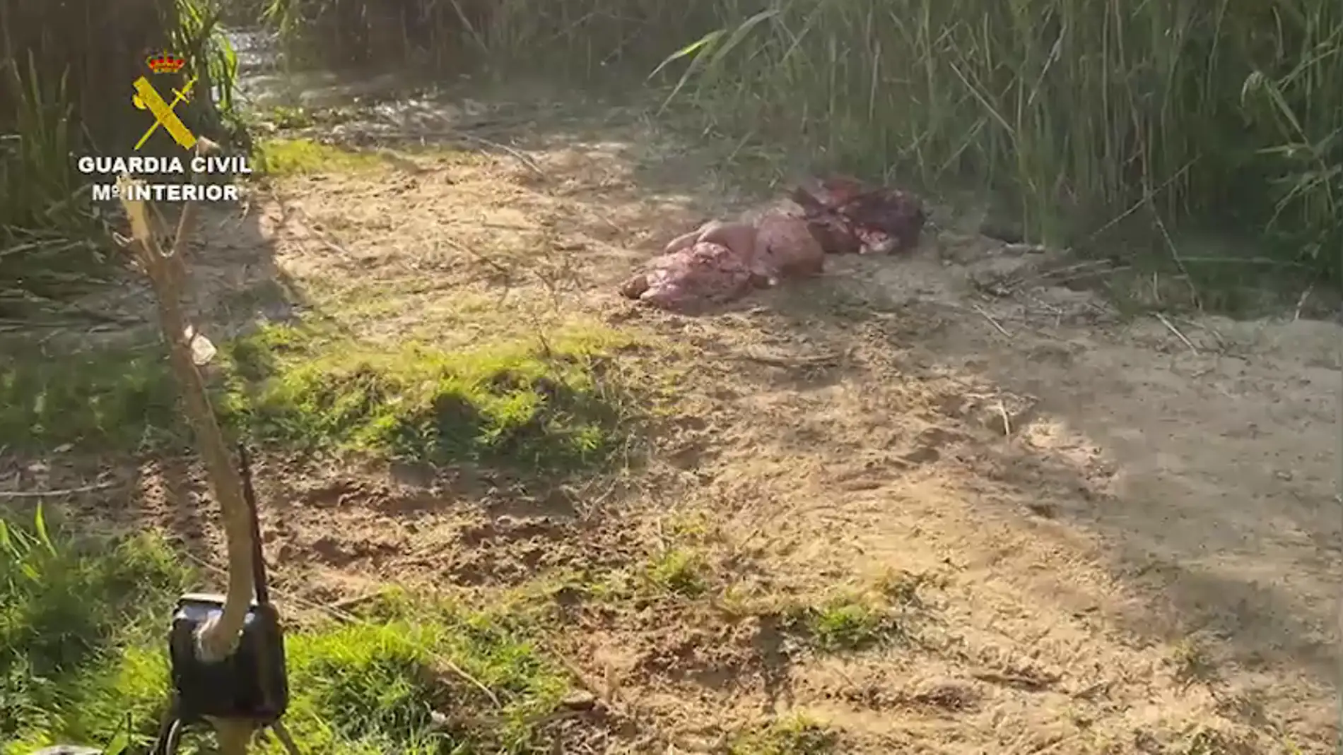 Finaliza, sin rastro, la búsqueda del supuesto cocodrilo en el río Duero y Pisuerga