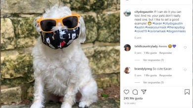 8 perros posando con mascarilla para enseñar a los humanos como se hace