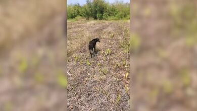 VÍDEO: Una perra abandonada guía a una mujer al bosque donde esconde a sus seis cachorros