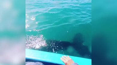 VÍDEO: Una ballena gris salpica a un grupo de turistas en México