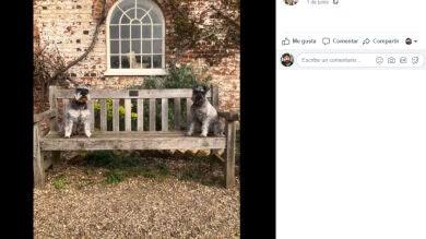 La triste normalidad para dos cachorros amigos: distanciamiento y separación