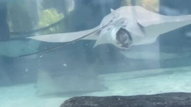 VÍDEO: Nace una raya de aguijón en una acuario de Florida
