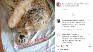 Así se ha recuperado Simba, el león al que traficantes rusos rompieron las piernas y que servía como atracción turística