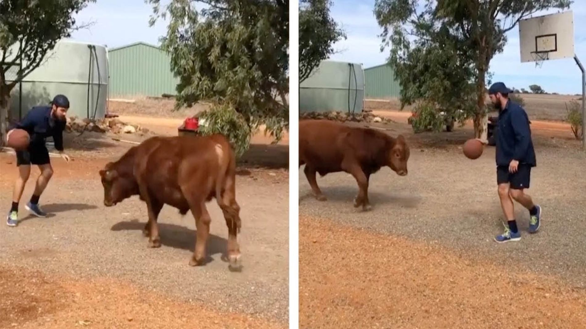 Toro jugando al baloncesto
