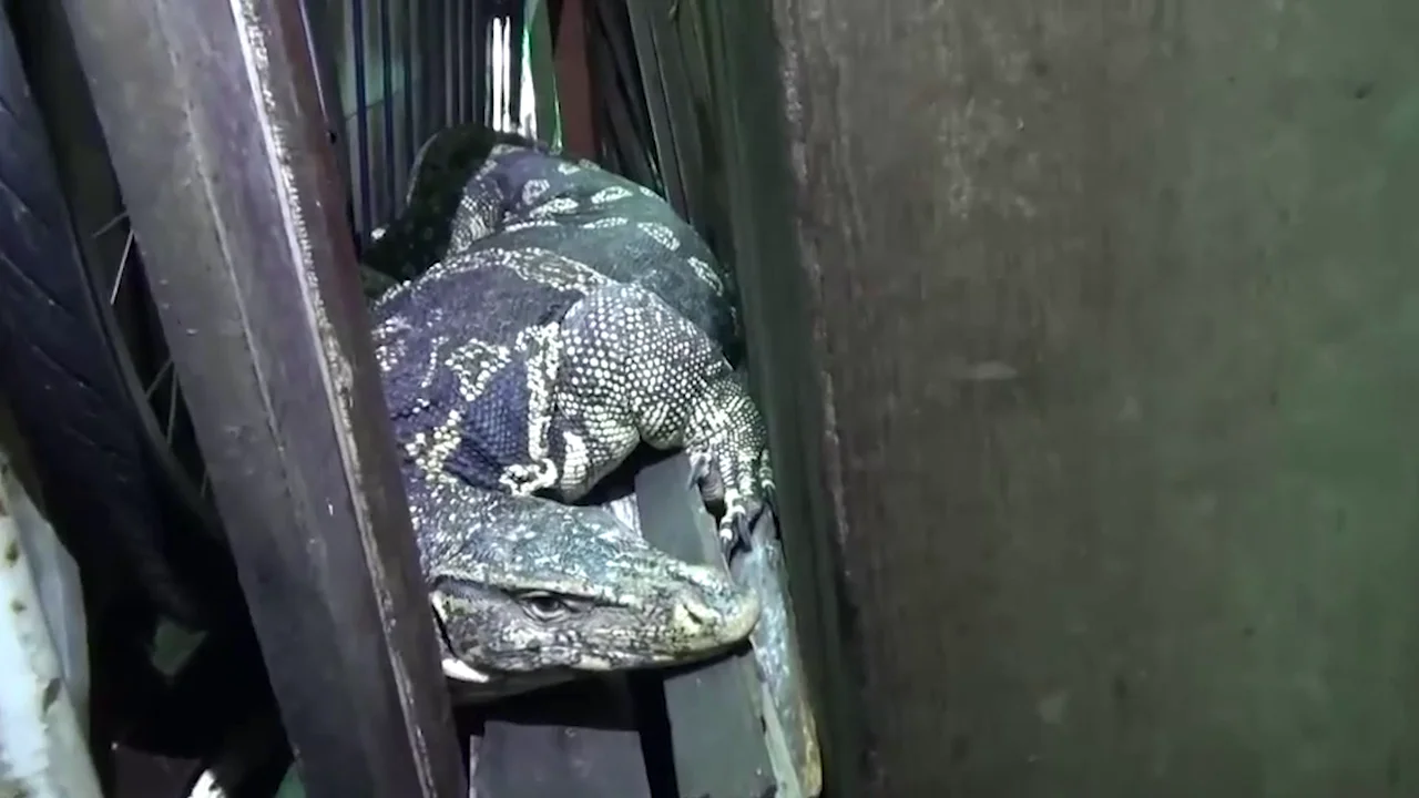 Lagarto