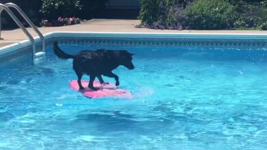 VÍDEO: Un perro mantiene el equilibrio sobre un tabla de bodyboard en una piscina