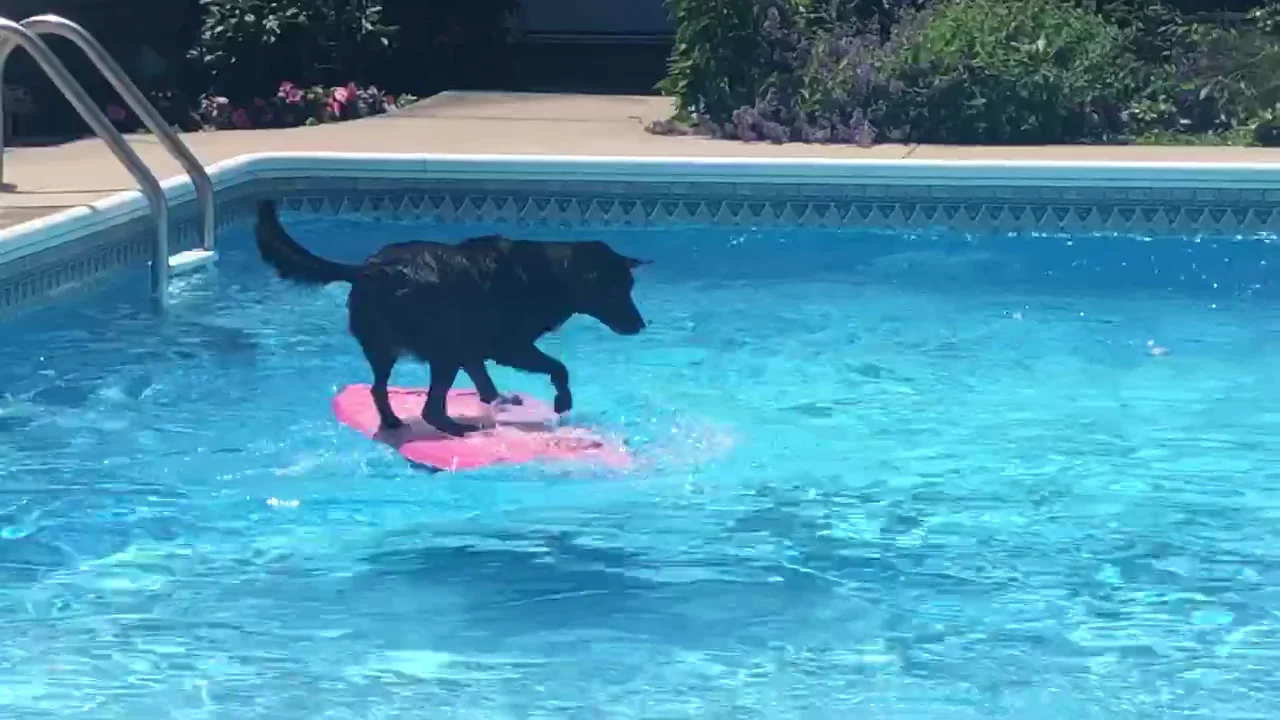Perro surfeando